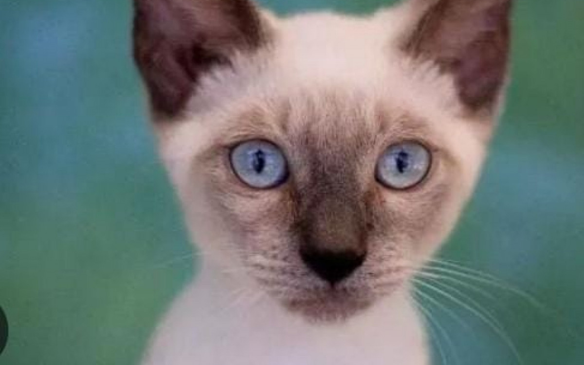 Família pede ajuda para encontrar gato desaparecido em Itaboraí