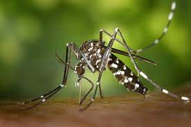 SES-RJ lança checklist para eliminar possíveis criadouros do mosquito da dengue