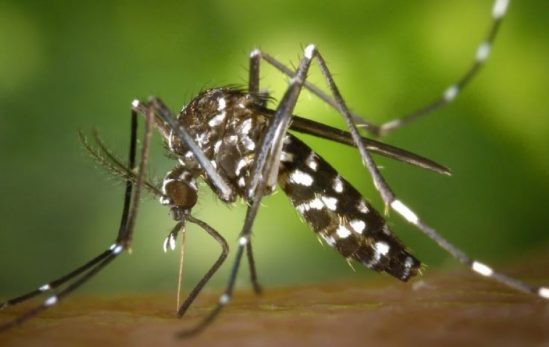 Secretaria Estadual de Saúde reforça equipes para acelerar resultados e confirmação de óbitos por dengue