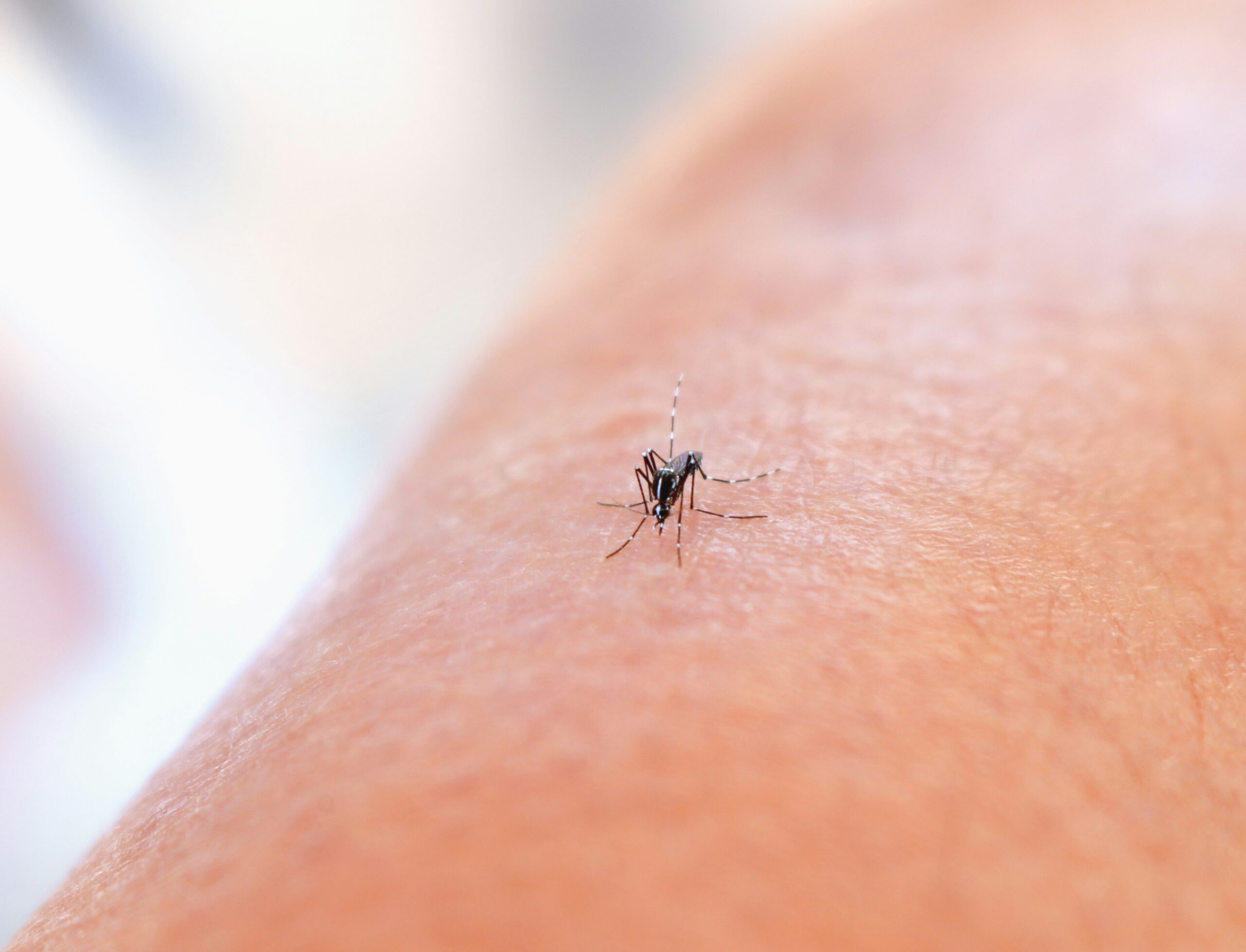 Panorama da Dengue: estado do Rio tem melhora no cenário epidemiológico